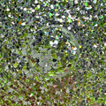 Kiwi Kiss - Mirrored