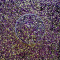 Plum Pop - Bubble