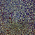 Retro Pop - Bubble